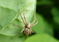 Philodromus aureolus
