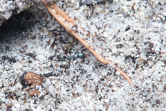 Iridomyrmex bicknelli