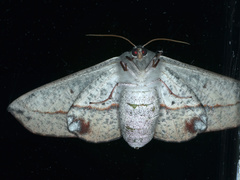 Antictenia punctunculus