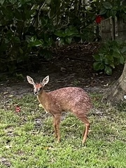 Raphicerus melanotis