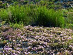 Thymus calcareus