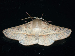 Antictenia punctunculus