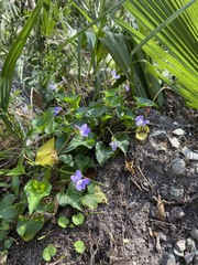Viola edulis