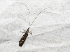 Triplectidinae