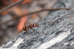 Aphaenogaster longiceps