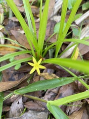 Hypoxis curtissii