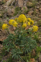 Leontice ewersmannii