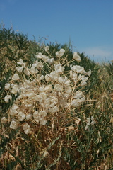 Leontice ewersmannii