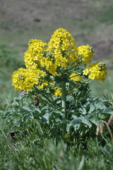 Leontice ewersmannii