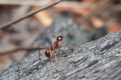 Aphaenogaster longiceps