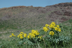 Leontice ewersmannii