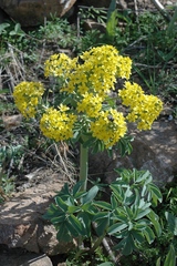 Leontice ewersmannii