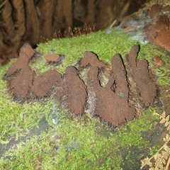 Stemonitis axifera