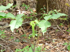Arisaema acuminatum