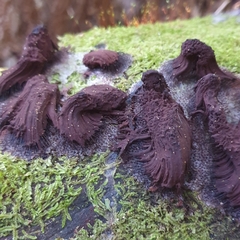 Stemonitis axifera