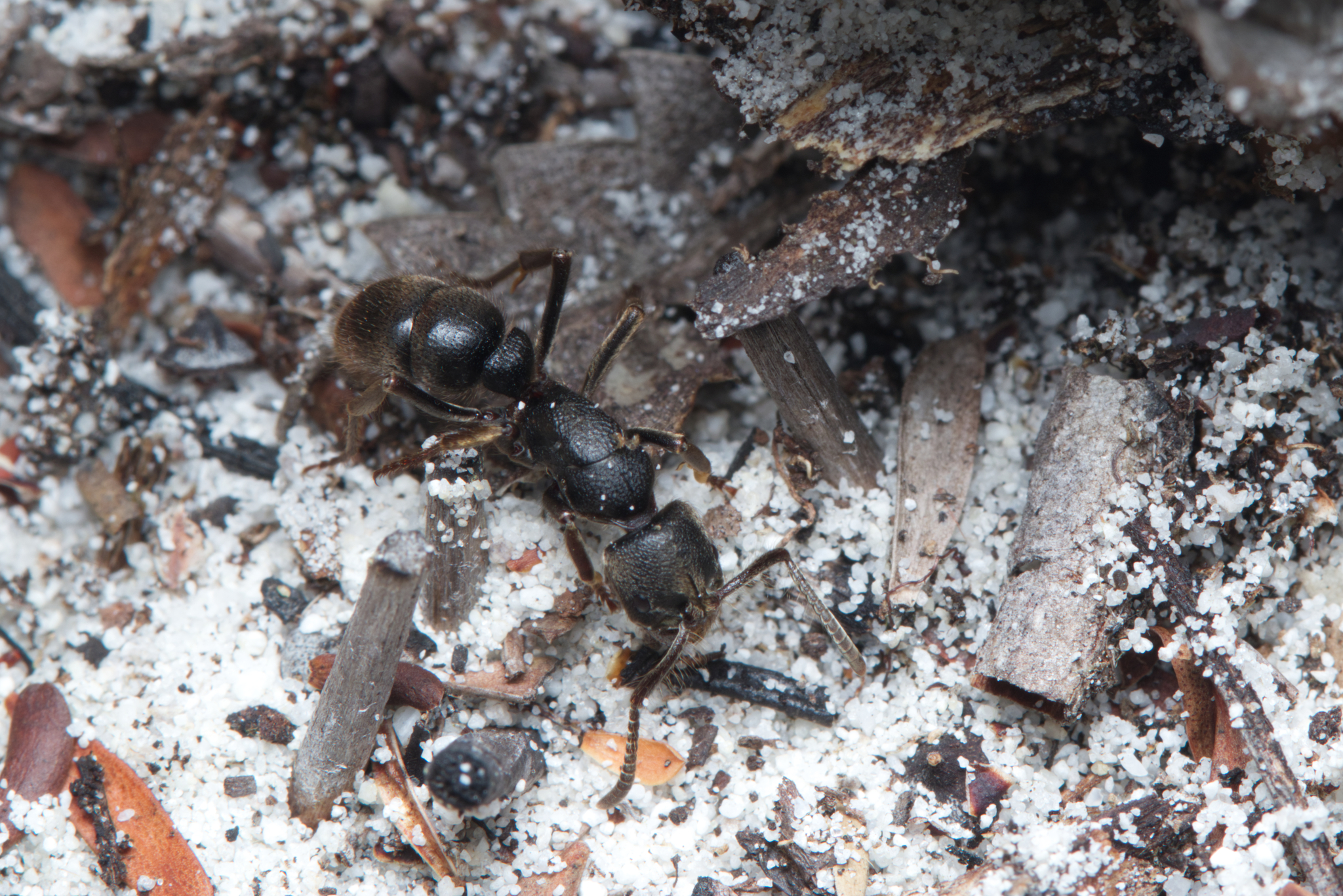 Pseudoneoponera sublaevis