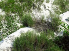 Artemisia salsoloides