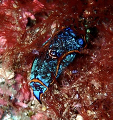 Camachoaglaja binter