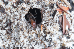 Iridomyrmex discors