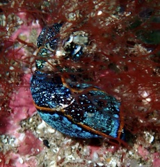 Camachoaglaja binter