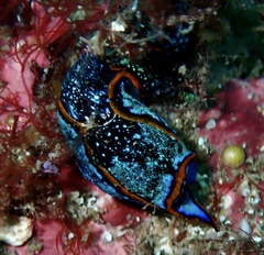 Camachoaglaja binter