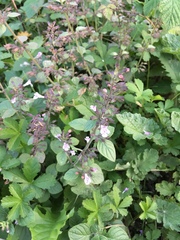 Clinopodium menthifolium ascendens