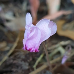 Cyclamen hederifolium