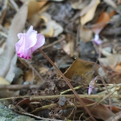Cyclamen hederifolium