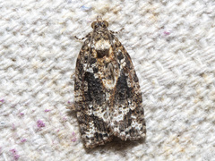 Thrincophora signigerana