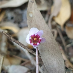 Cyclamen hederifolium