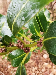 Ilex canariensis