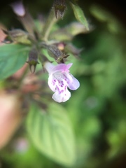 Clinopodium menthifolium ascendens