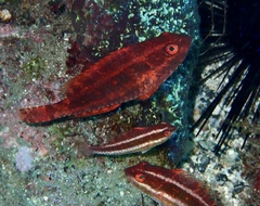Sparisoma