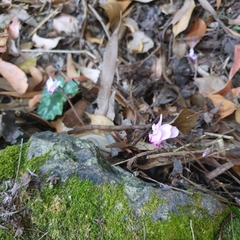 Cyclamen hederifolium