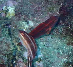 Sparisoma