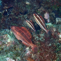 Sparisoma