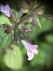 Clinopodium menthifolium ascendens