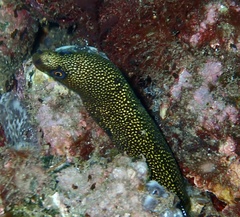 Gymnothorax miliaris