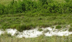 Artemisia salsoloides