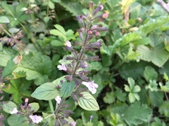 Clinopodium menthifolium ascendens