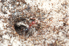 Melophorus rufoniger