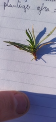 Plantago afra