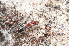 Melophorus rufoniger