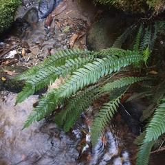 Blechnum chambersii