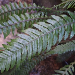 Blechnum chambersii