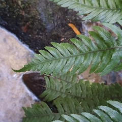 Blechnum chambersii