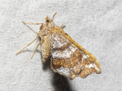 Dissomorphia australiaria