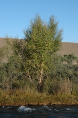 Betula tianschanica