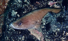Rypticus saponaceus