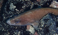 Rypticus saponaceus